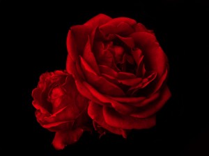 Postal: Dos hermosas rosas de color rojo