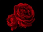 Dos hermosas rosas de color rojo