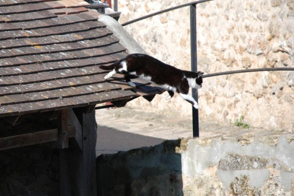 Gato saltando desde un tejado