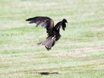 Águila imperial aterrizando sobre la hierba