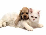 Cachorro sobre un gato blanco