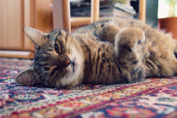 Un gato descansando sobre una alfombra