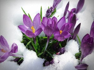 Flores púrpura bajo una capa de nieve