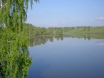Árboles verdes junto al lago