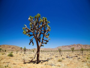 Postal: Árboles en el desierto