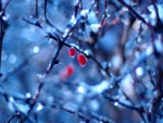 Dos frutos rojos en las frías ramas de un árbol