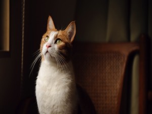 Postal: Un hermoso gato mirando atentamente
