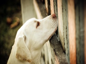 Postal: Perro junto a una valla de madera