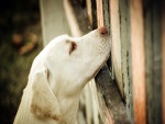 Perro junto a una valla de madera