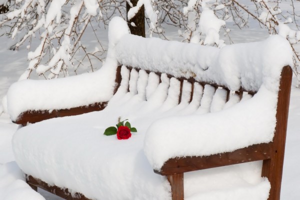 Rosa sobre un banco cubierto de nieve