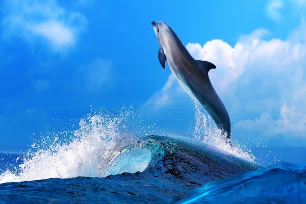 Delfín saltando sobre las olas del mar