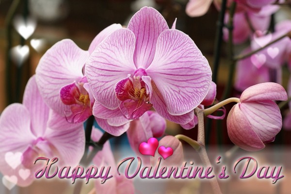 Una orquídea para regalar por San Valentín