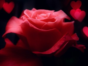 Una rosa para regalar en San Valentín