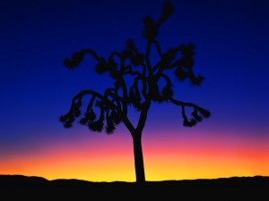 Bellos colores del crepúsculo en un desierto