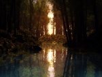 Sol reflejado en el agua de un bosque