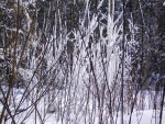 Nieve sobre las ramas desnudas