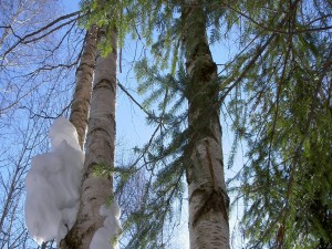 Bloque de nieve en el tronco de un árbol