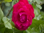 Rosa color fucsia en el rosal