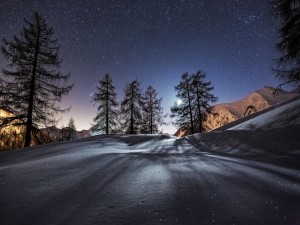 Postal: Cielo estrellado en el bosque nevado