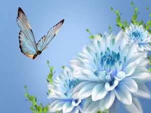 Mariposa azul volando sobre crisantemos