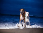 Dos perros en la orilla del mar