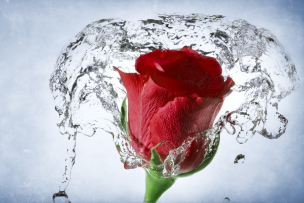Salpicaduras de agua sobre una rosa roja