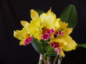 Postal: Orquídeas de color amarillo y fucsia