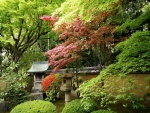 Precioso jardín oriental con varios árboles