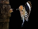 Un hermoso pájaro alimentando a su cría