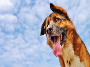 Postal: Un perro con la lengua fuera