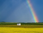 Hermoso arcoíris en un campo de cultivo