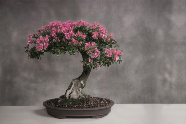 Un hermoso bonsai en flor