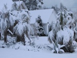 Palmeras y plantas cubiertas de nieve