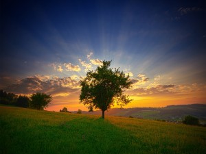 El sol del amanecer tras un árbol