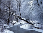 Árboles cubiertos de nieve junto a un río