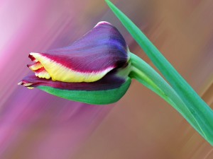 Espléndido tulipán en primer plano
