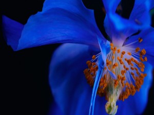 Los estambres y pétalos azules de una maravillosa flor