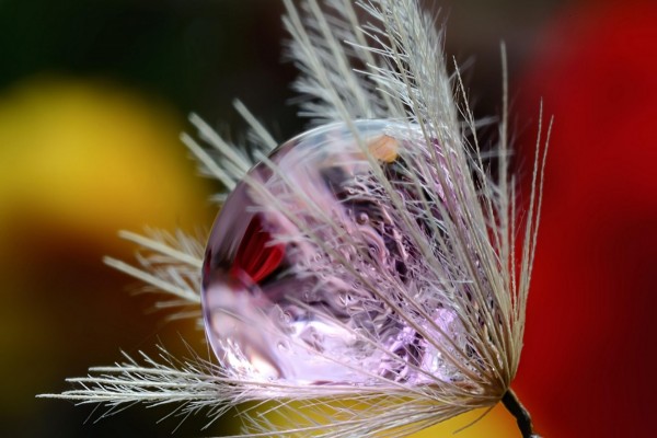 Gota de rocío sobre una flor