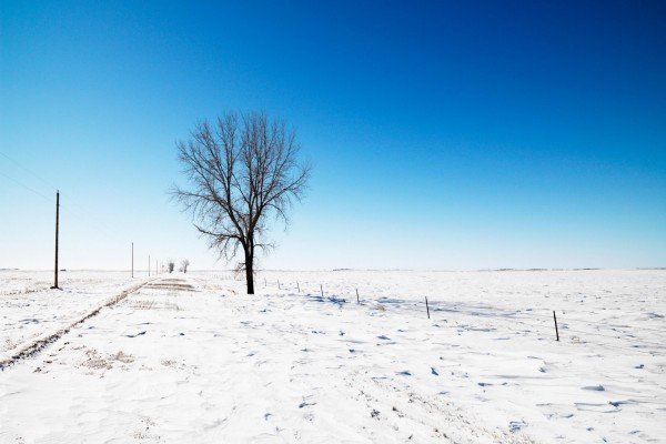 Árbol solitario en un paisaje nevado