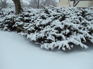 Postal: Plantas cubiertas de nieve