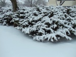 Plantas cubiertas de nieve