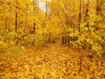 Bosque amarillo en otoño