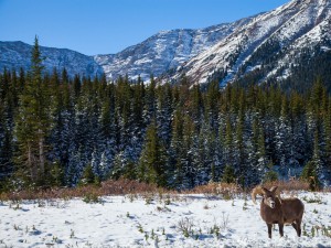 Postal: Cabra montesa en un paraje nevado