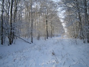 Plantas y árboles sobre la nieve