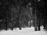 Copos de nieve entre los árboles
