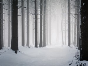 Postal: Niebla en un bosque nevado