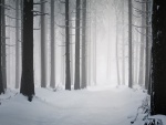 Niebla en un bosque nevado