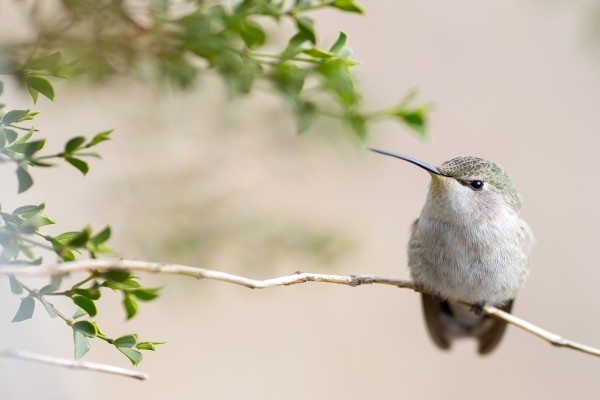 Un bello colibrí sobre una rama