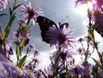 Mariposa recolectando el néctar de una flor