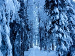 Nieve en un camino del bosque